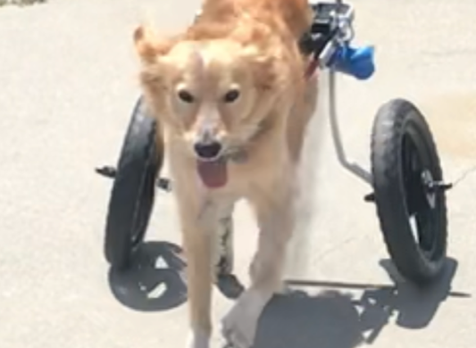 “Special Needs” Pups are Special for a Reason