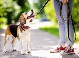 Spring is in the air – get moving, walk your dog!
