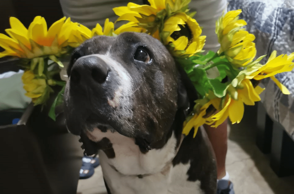 Blackie our adorable senior is ready for Spring