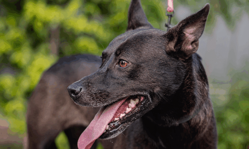 Tuya por siempre...Tassa: Tan dulce como hermosa! Tassa: As sweet as she is beautiful!