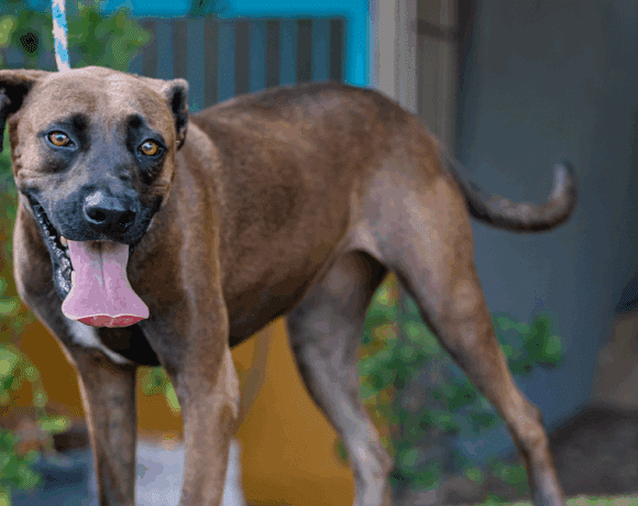 Fiona: You know like in Shrek!