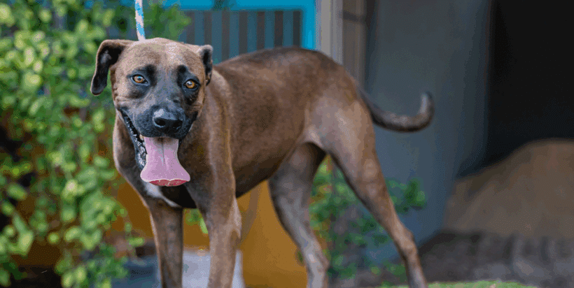 Fiona: You know like in Shrek! Fiona: You know like in Shrek!