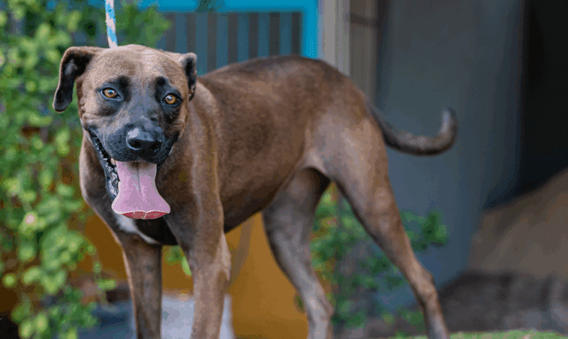 Fiona: Ya sabes como en Shrek! Fiona: You know like in Shrek!