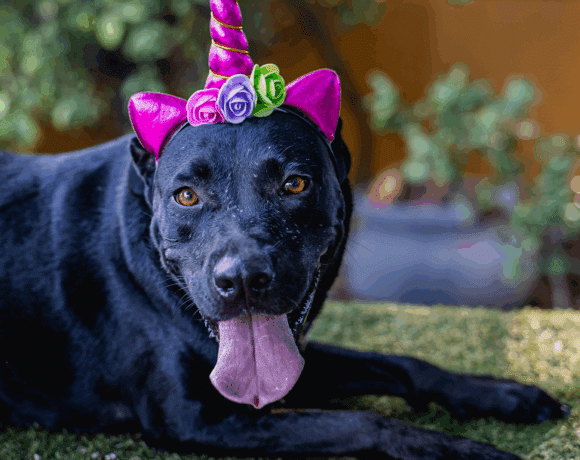 Roma: Sweet, shy, and ready to love!