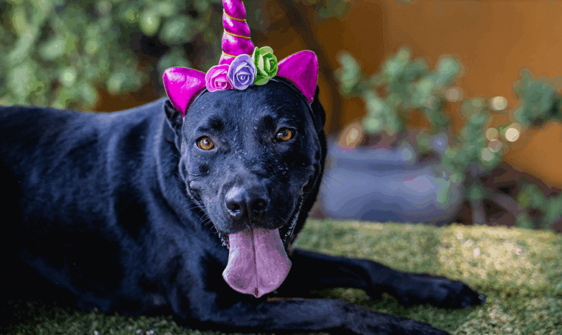 Roma: Dulce, tímida, y lista para amar! Roma: Sweet, shy, and ready to love!