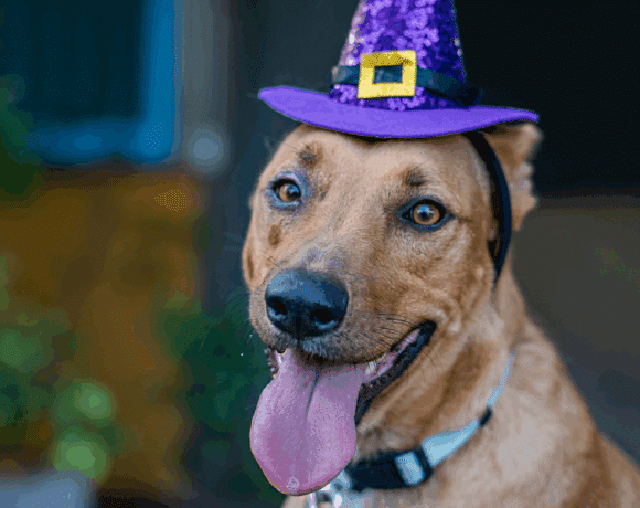 Mango:  Sweet, tangy, and ready to love!