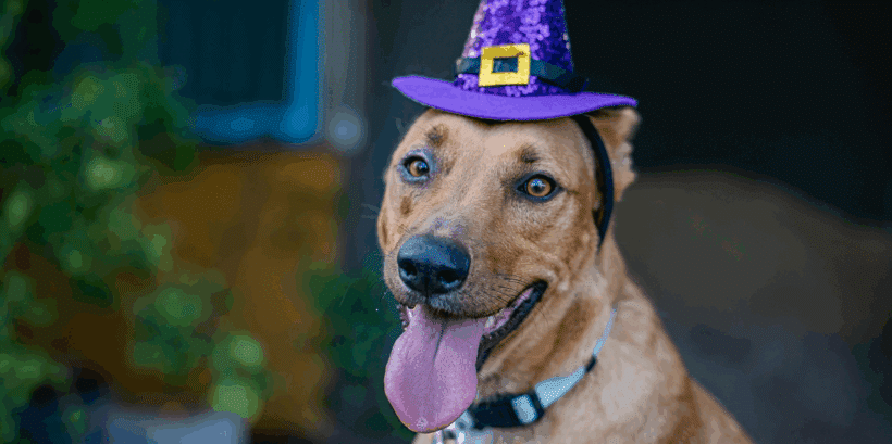 Mango: Dulce, picante, y lista para amar! Mango: Sweet, tangy, and ready to love!