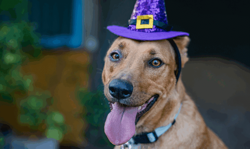 Mango: Dulce, picante, y lista para amar! Mango: Sweet, tangy, and ready to love!