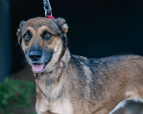 Chica: Could someone pleeese throw the ball for me?
