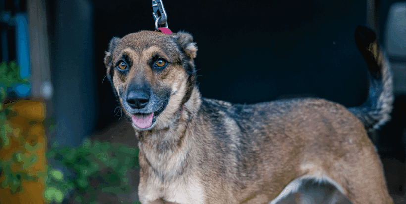 Chica: ¿Alguien podría lanzarme la pelota por favor?? Chica: Could someone pleeese throw the ball for me?