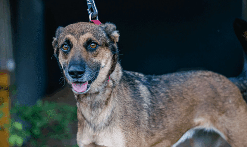 Chica: ¿Alguien podría lanzarme la pelota por favor?? Chica: Could someone pleeese throw the ball for me?