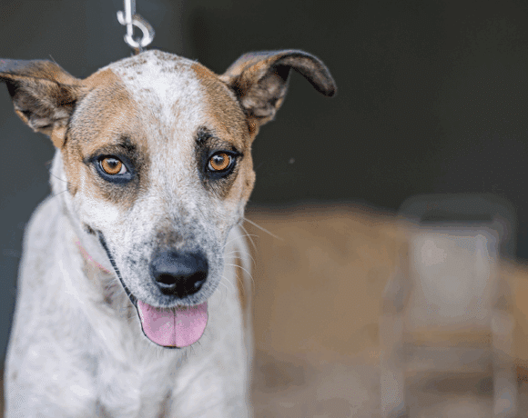 Nikki: Playful, cuddly, and full of joy!