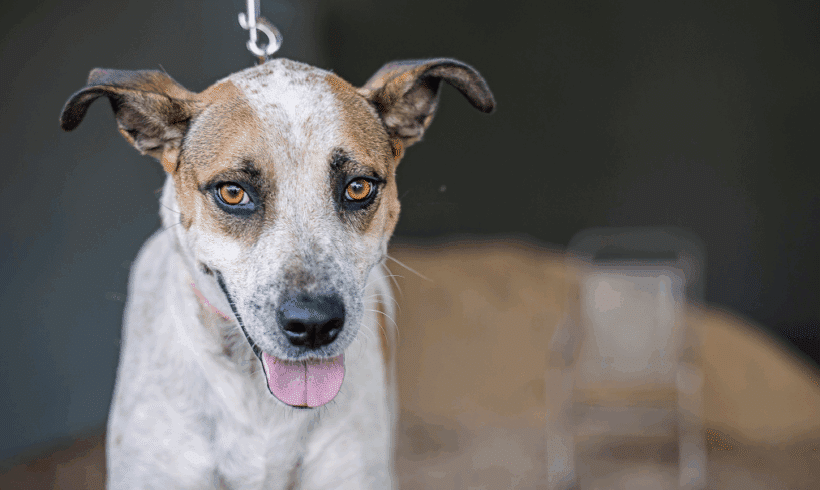 Nikki: Juguetón, abrazable, y llena de alegría! Nikki: Playful, cuddly, and full of joy!