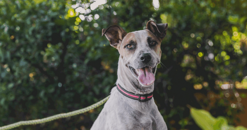Nikki: Playful, cuddly, and full of joy!