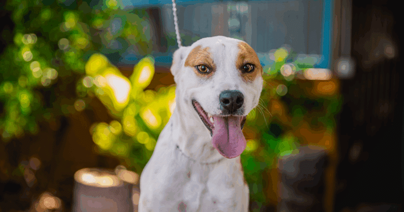 Bubbles: If you are looking for a lovebug – then I am perfect!