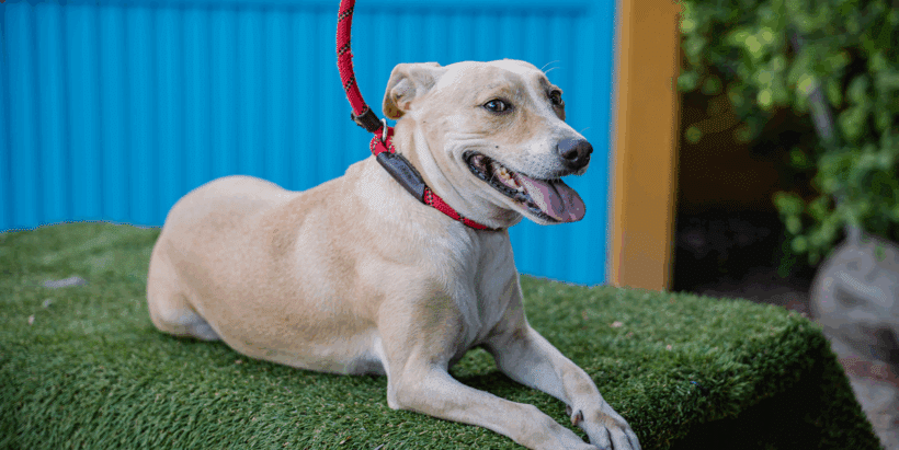 Nala: Madura, segura de sí misma,, abrazable, y el copiloto perfecto. Nala: Confident, cuddly, and the perfect co-pilot.