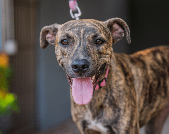 Felix: Brindle is my favorite color. It goes with everything.