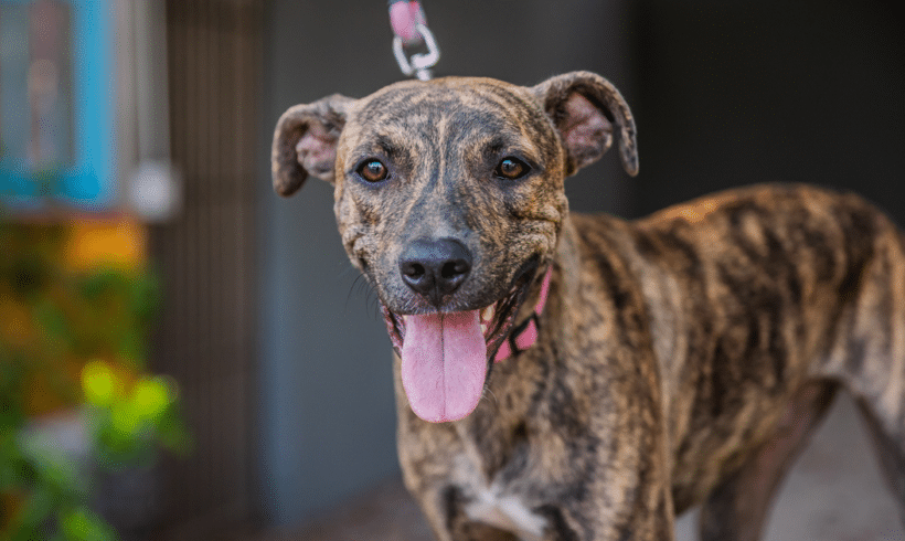 Felix: Brindle is my favorite color. It goes with everything.