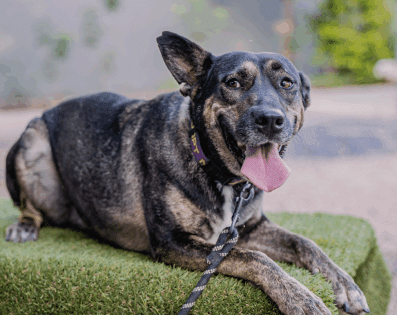 Lassie: Looking for a family of my very own!