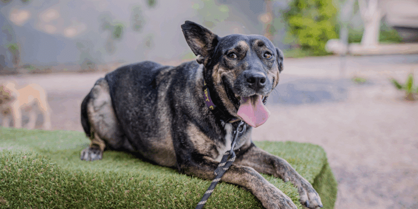 Lassie: Inteligente, fiel y le encanta dar besos! Lassie: Looking for a family of my very own!