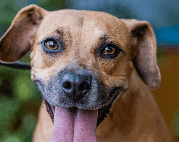 Nugget: Looking for a playmate? That’s me!