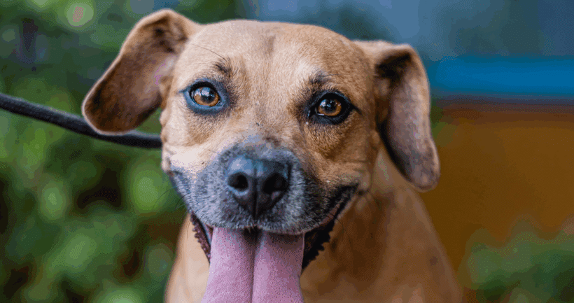 Nugget: ¿Buscas una compañera de juegos?? Esa soy yo! Nugget: Looking for a playmate? That’s me!