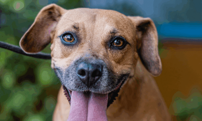 Nugget: Looking for a playmate? That’s me!