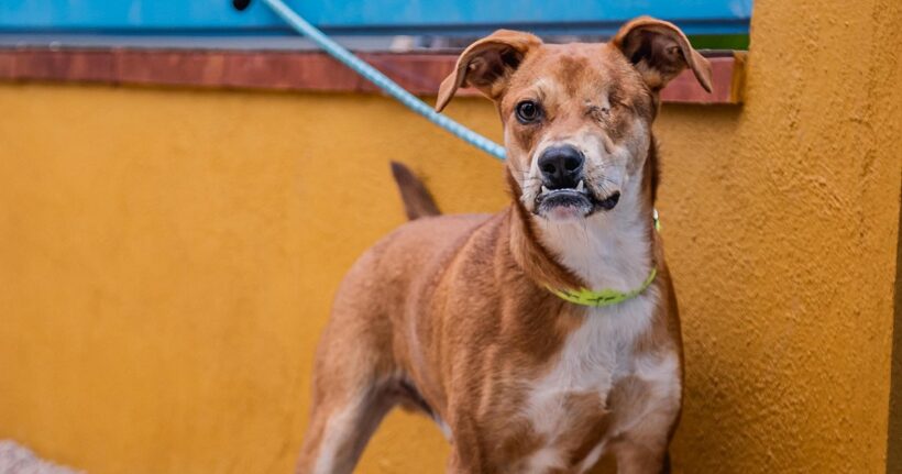 Jake: One-eyed wonder spreading joy to the world