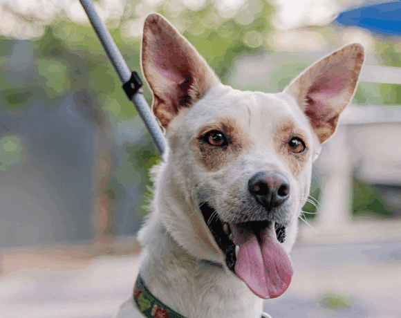 Odie: Playful, cuddly, and cute as a button!