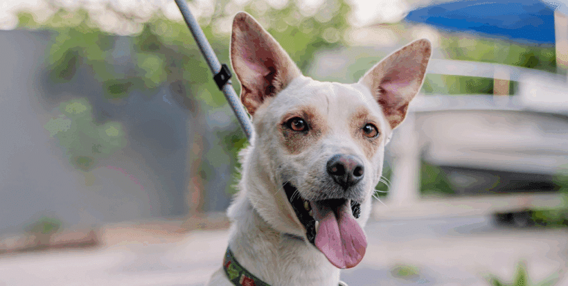 Odie: Playful, cuddly, and cute as a button!