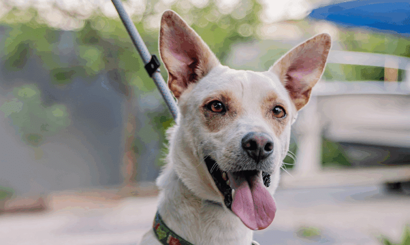 Odie: Playful, cuddly, and cute as a button!