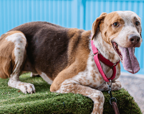 Rocco: Fun-loving, friendly, and full of heart!