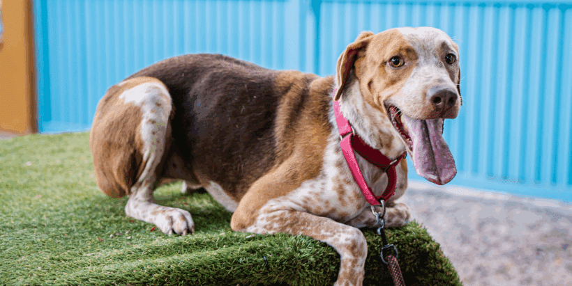 Rocco: Fun-loving, friendly, and full of heart!