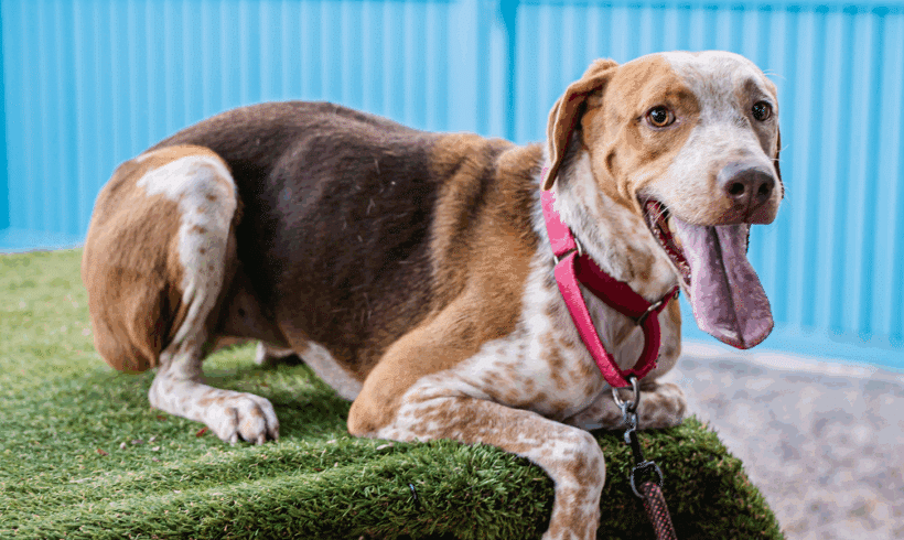 Rocco: Fun-loving, friendly, and full of heart! Rocco: Fun-loving, friendly, and full of heart!