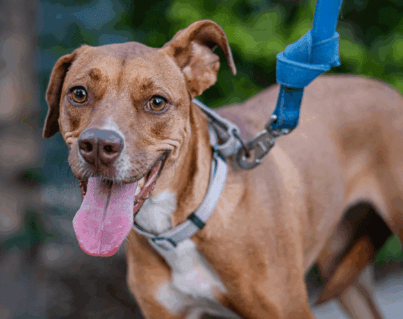 Ronnie: Playful and gregarius!