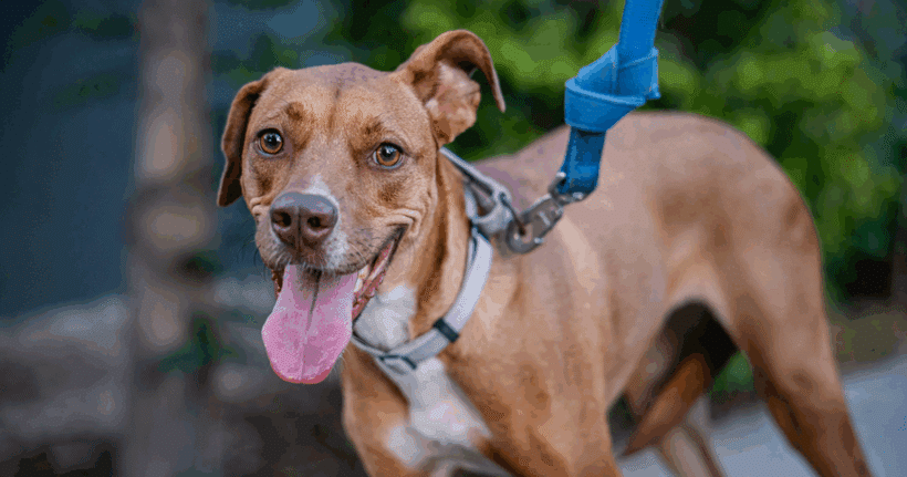 Ronnie: Soy muy Juguetón y social! Ronnie: Playful and gregarius!