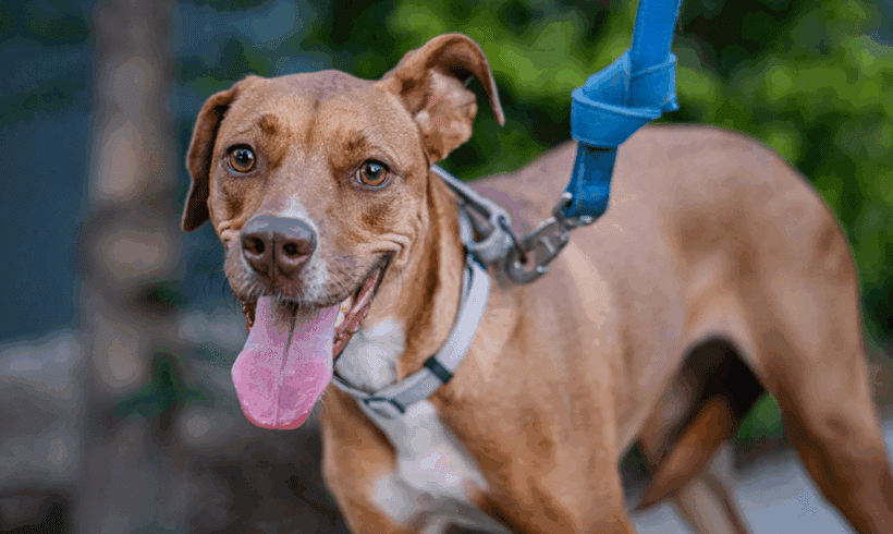 Ronnie: Soy muy Juguetón y social! Ronnie: Playful and gregarius!