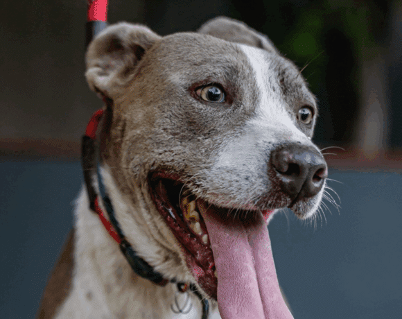 Zeke: Gets along great with cats!