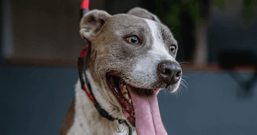 Zeke: Se lleva muy bien con los gatos! Zeke: Gets along great with cats!