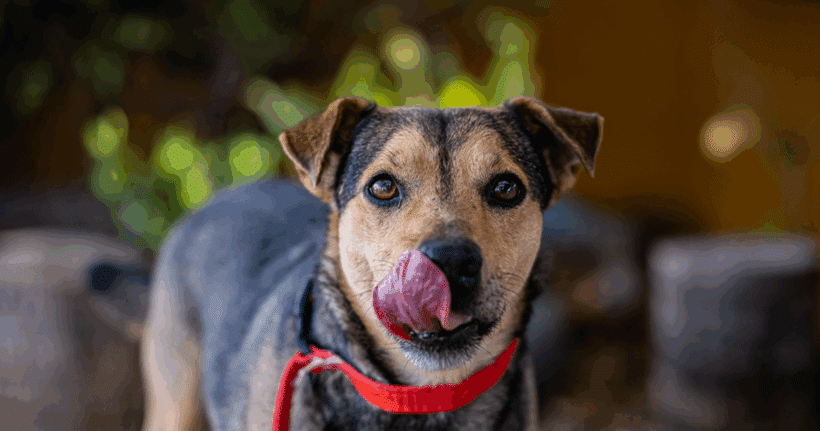 Papi – Quiet, kinda shy but big love in my heart