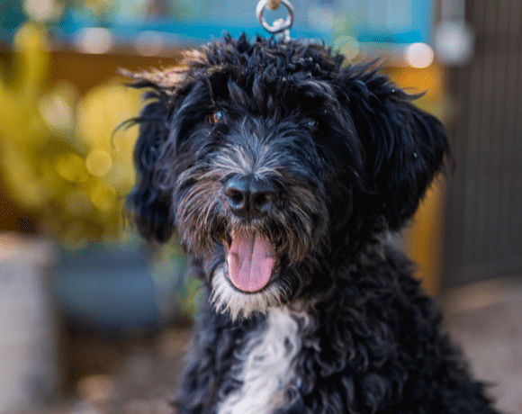 Bob Marley: Fun loving puppy!