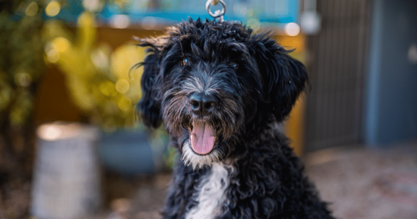 Bob Marley: Fun loving puppy!