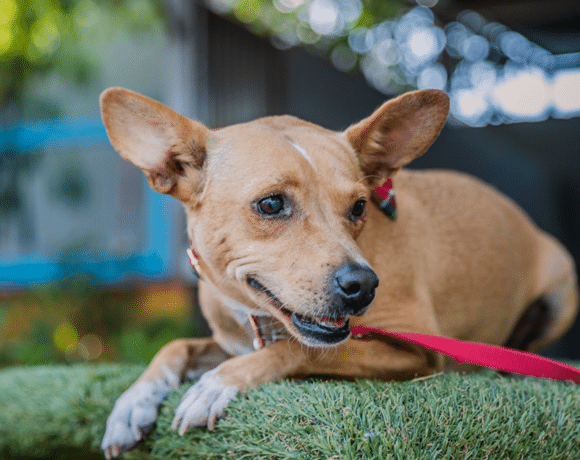 Dolly: I’m a young pup who is calm for my age