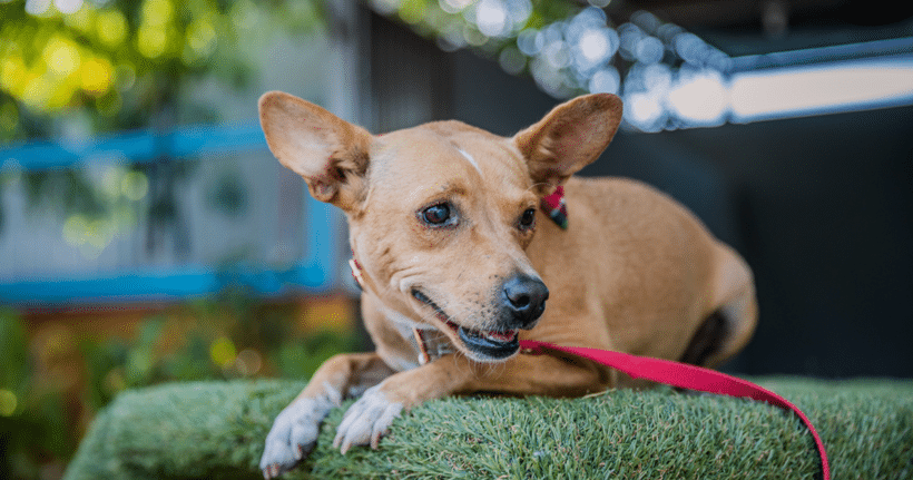 Dolly: I’m a young pup who is calm for my age