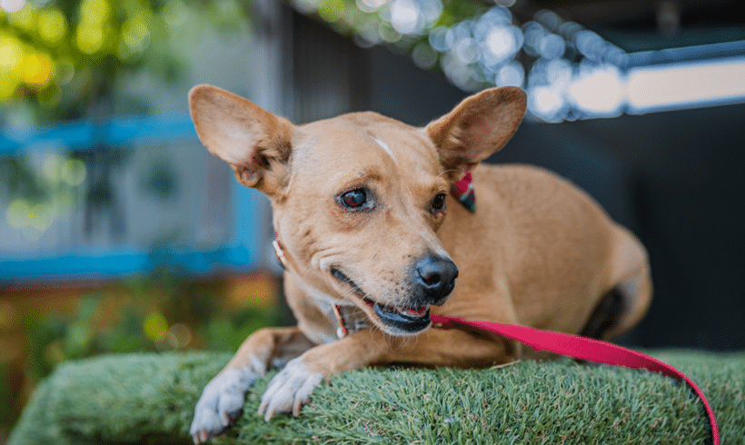 Dolly: I’m a young pup who is calm for my age