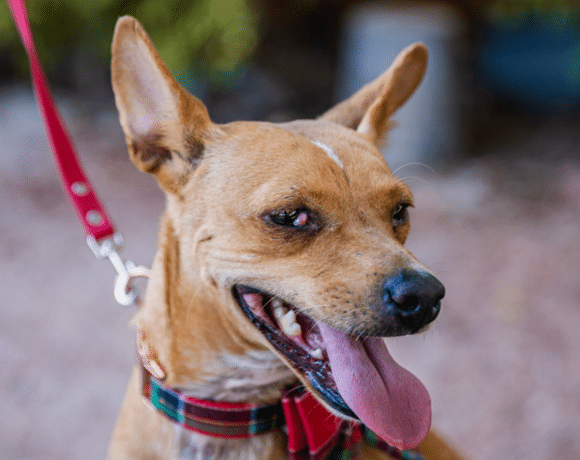 Dolly: I’m a young pup who is calm for my age