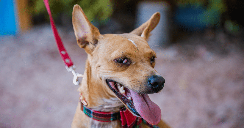 Dolly: I’m a young pup who is calm for my age