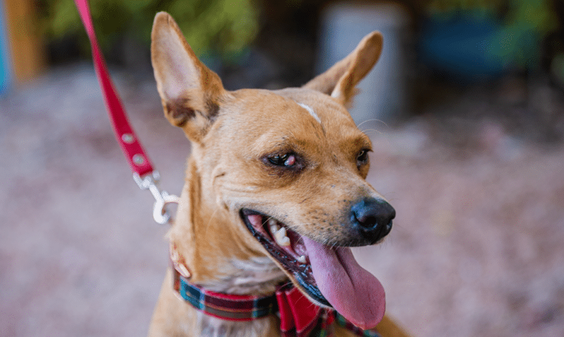 Dolly: I’m a young pup who is calm for my age