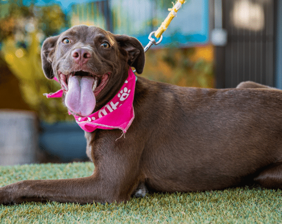 Ginger: I am a curious, lively young pup who loves everyone!