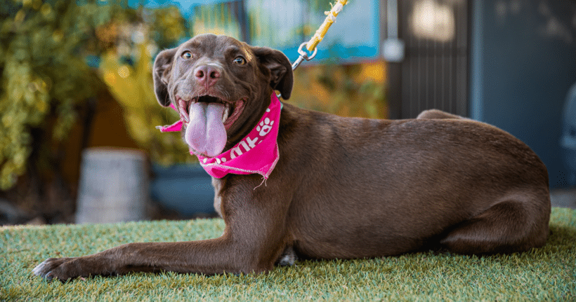 Ginger: I am a curious, lively young pup who loves everyone!